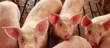 În Transnistria va fi restricţionat importul de carne de porc din Ucraina