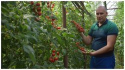 Povestea de SUCCES a lui „TOMATINO”, un fermier care cultivă altfel de roșii