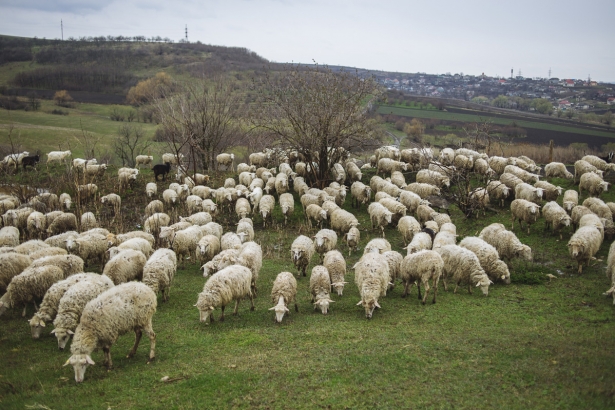 Alegeri libere sau cine fură „oile” din ocolul prezidențial