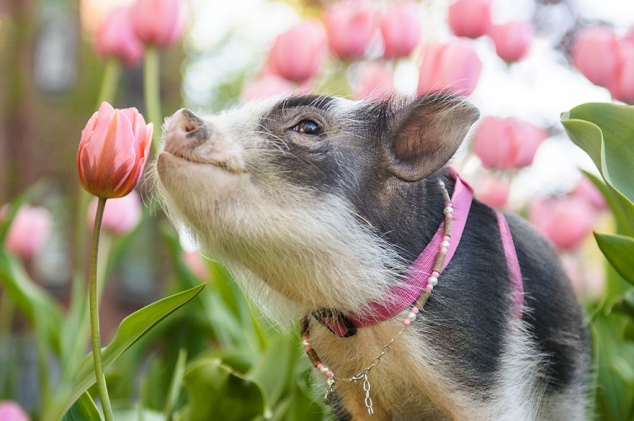 Фото свиньи в тюльпанах, которые скрасят ваш день