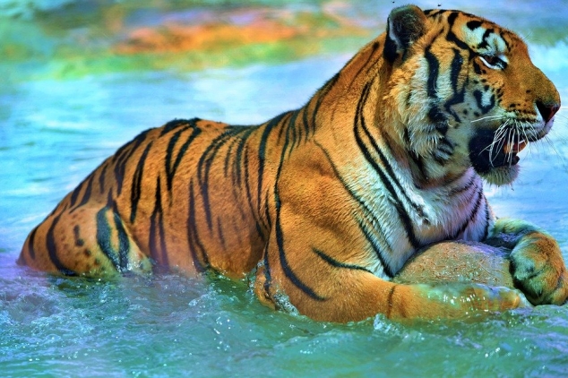 Anul Tigrului de apă 2022 - Un an plin de transformări și curaj!